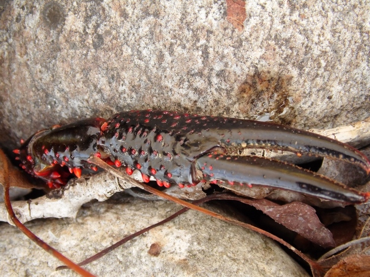 Procambarus clarkii ?